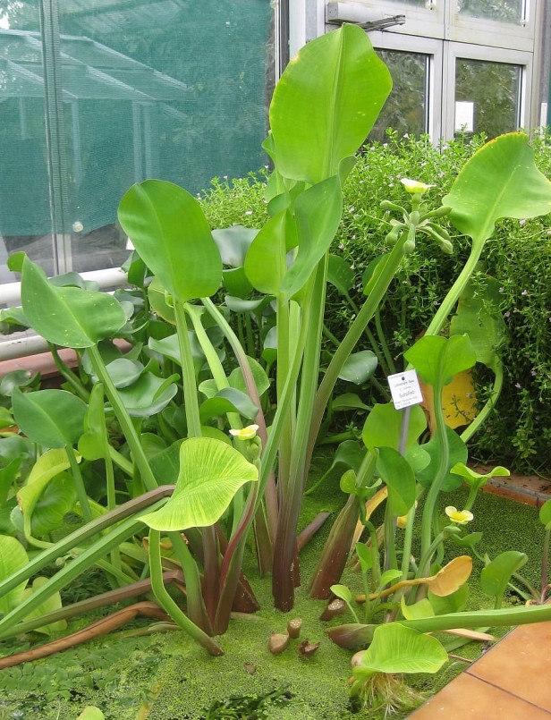 Loại rau mọc dại bỗng thành đặc sản 120.000 đồng/kg mùa nước nổi