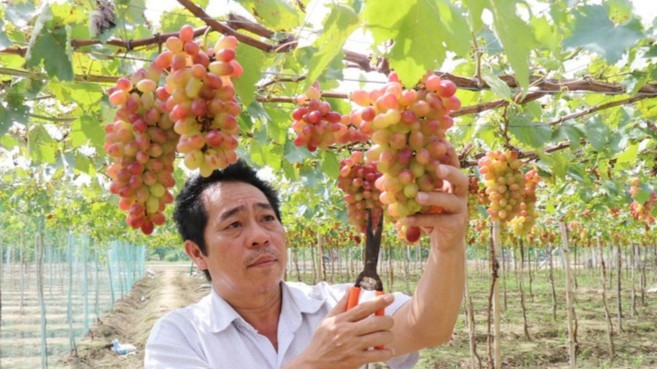 Bộ giống nho táo mới năng suất cao khẳng định bước tiến của nông nghiệp Khánh Hòa