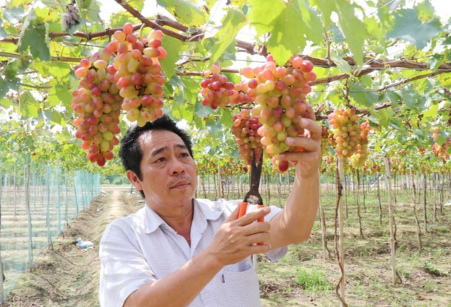 Cán bộ Viện Nghiên cứu Bông và Phát triển Nông nghiệp Nha Hố (phường Đô Vinh, tỉnh Khánh Hòa) kiểm tra vườn nho NH01-152 chuẩn bị cho thu hoạch. (Ảnh: Nguyễn Thành/TTXVN) Cán bộ Viện Nghiên cứu Bông và Phát triển Nông nghiệp Nha Hố (phường Đô Vinh, tỉnh Khánh Hòa) kiểm tra vườn nho NH01-152 chuẩn bị cho thu hoạch. (Ảnh: Nguyễn Thành/TTXVN)