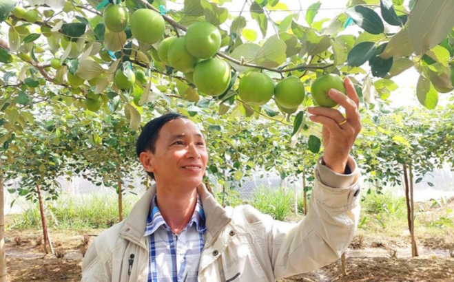 Giống táo TN01 được Viện Nghiên cứu Bông và Phát triển Nông nghiệp Nha Hố (phường Đô Vinh, tỉnh Khánh Hòa) nghiên cứu chọn tạo có khối lượng quả trung bình từ 80-100 gram, quả lớn có thể đạt tới 280 gram, độ ngọt brix trên 11%. (Ảnh: TTXVN phát) Giống táo TN01 được Viện Nghiên cứu Bông và Phát triển Nông nghiệp Nha Hố (phường Đô Vinh, tỉnh Khánh Hòa) nghiên cứu chọn tạo có khối lượng quả trung bình từ 80-100 gram, quả lớn có thể đạt tới 280 gram, độ ngọt brix trên 11%. (Ảnh: TTXVN phát)