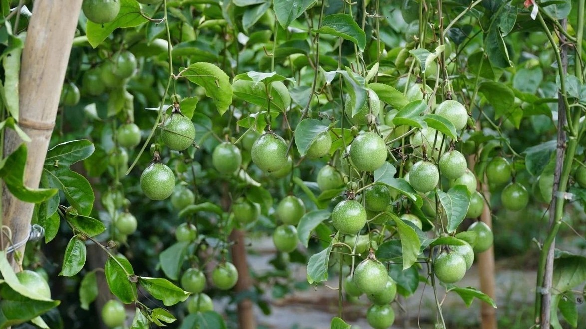 Đưa chanh leo thành ngành hàng tỷ đô bằng đòn bẩy liên kết 5 nhà và chuẩn hóa nguồn giống