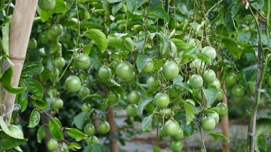 Đưa chanh leo thành ngành hàng tỷ đô bằng đòn bẩy liên kết 5 nhà và chuẩn hóa nguồn giống