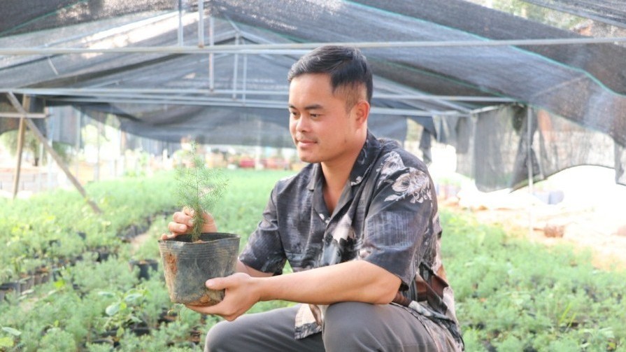 Hồi sinh “gỗ vàng” nơi núi đá, nông dân thu tiền tỷ mỗi năm