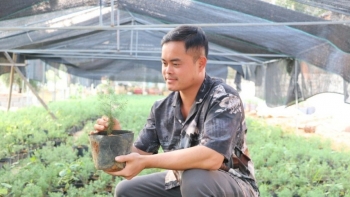 Hồi sinh “gỗ vàng” nơi núi đá, nông dân thu tiền tỷ mỗi năm