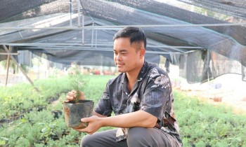 Hồi sinh “gỗ vàng” nơi núi đá, nông dân thu tiền tỷ mỗi năm