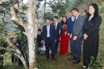 12 cây chè shan tuyết được công nhận là Cây Di sản Việt Nam