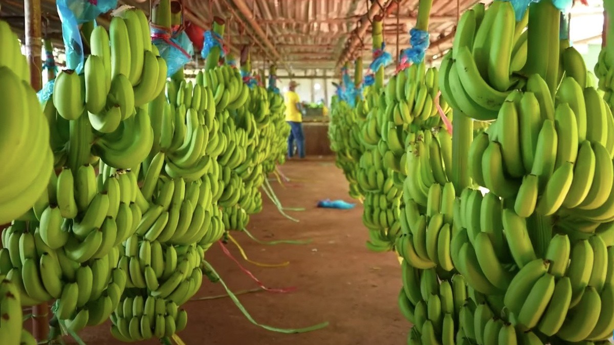Chuối Việt trên đường gia nhập "câu lạc bộ" nông sản tỷ USD