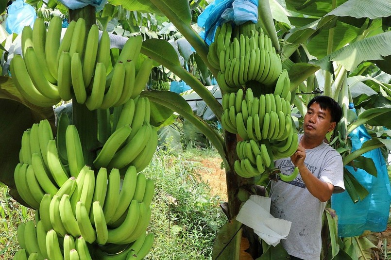 Chuối Việt trên đường gia nhập Chuối Việt trên đường gia nhập