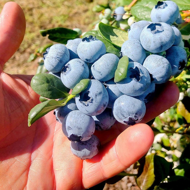 Quả việt quất được trồng tại Australia. Quả việt quất được trồng tại Australia.