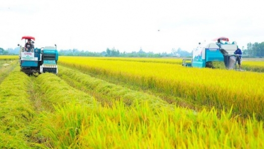 Gạo phát thải thấp: Đòn bẩy nâng giá trị và thương hiệu gạo Việt