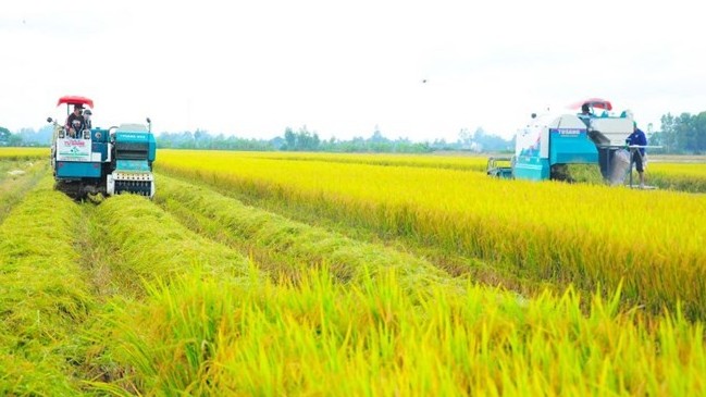 Gạo phát thải thấp: Đòn bẩy nâng giá trị và thương hiệu gạo Việt