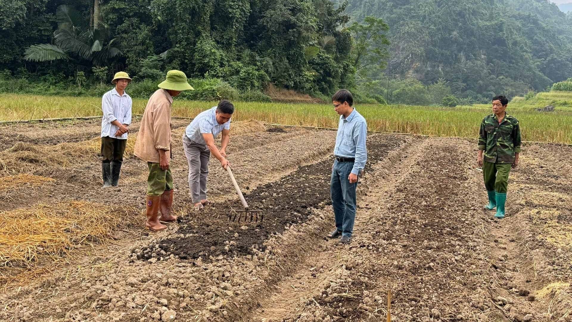 Biến đất ruộng bỏ không thành "vựa" rau xanh, hướng đi mới nâng cao thu nhập