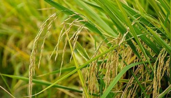 Mở rộng giá trị hệ sinh thái cho thương hiệu nông sản Việt Nam