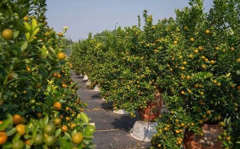 Không khí Tết rộn ràng trên làng hoa Hà thành