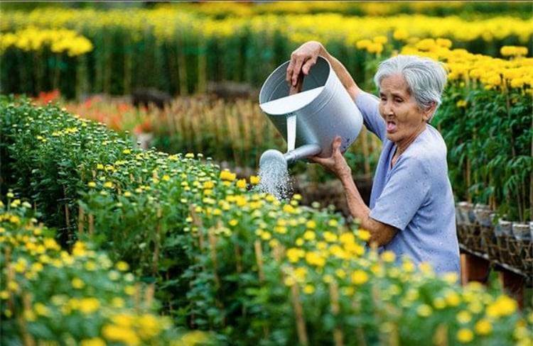 Làng hoa Sa Đéc – Hơn một thế kỷ giữ sắc hương trên đất phù sa