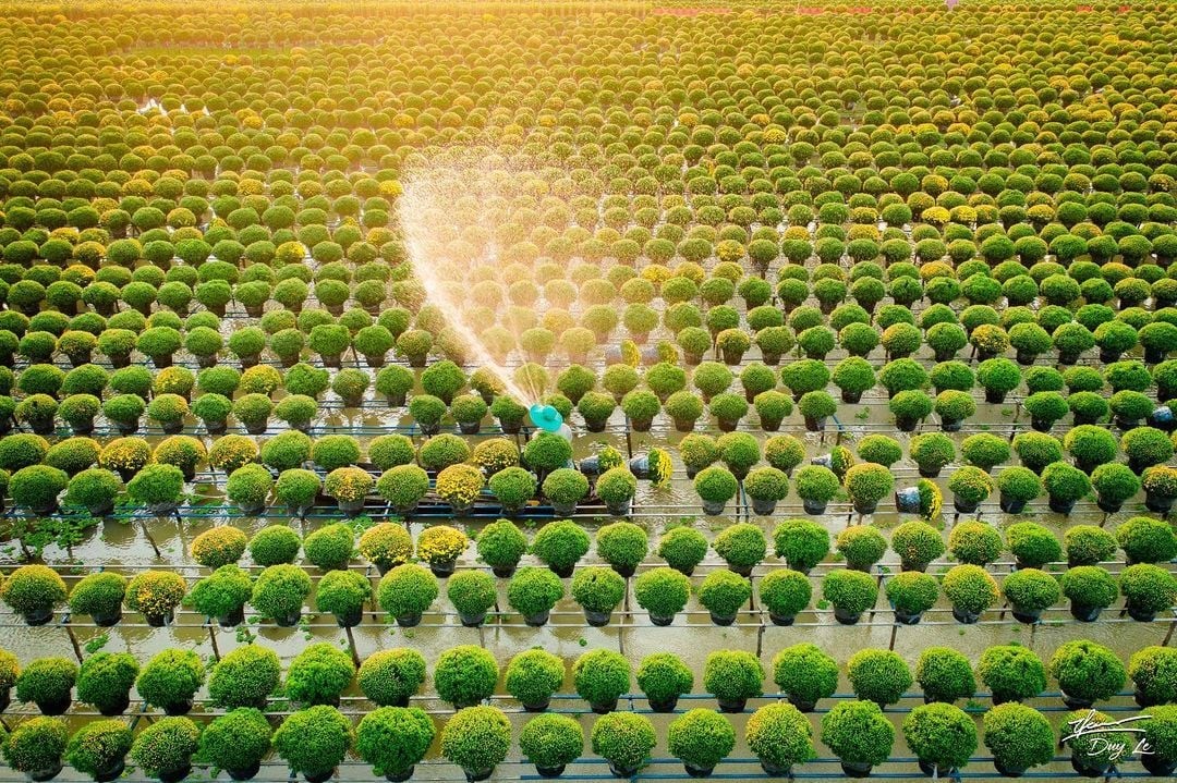 Làng hoa Sa Đéc – Hơn một thế kỷ giữ sắc hương trên đất phù sa