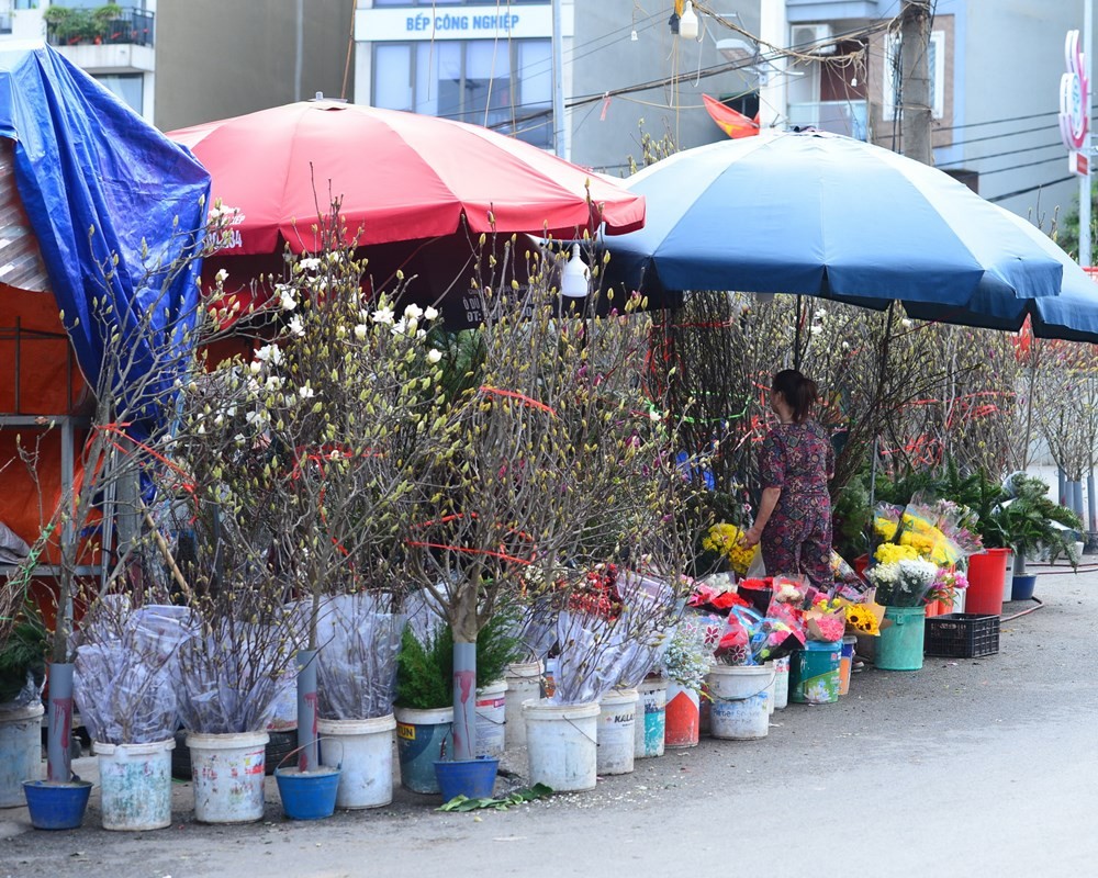 Người Hà Nội chơi Tết sớm với mộc lan nhập khẩu