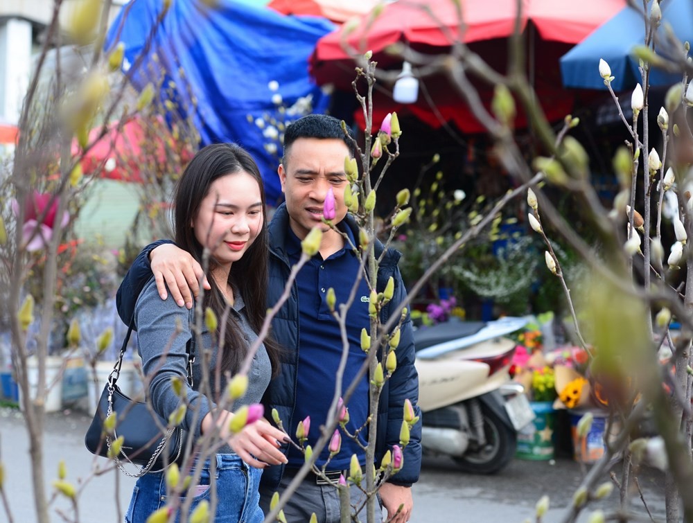 Người Hà Nội chơi Tết sớm với mộc lan nhập khẩu