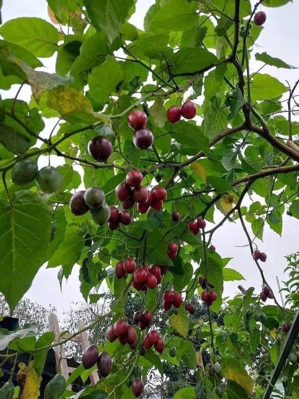 Cà chua thân gỗ có nguồn gốc từ khu vực Nam và Trung Mỹ, đặc trưng bởi thân gỗ và tán lá rậm.