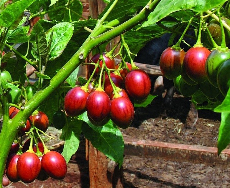 Loại quả từng có giá đắt bậc nhất thế giới nay phủ sóng vườn Việt