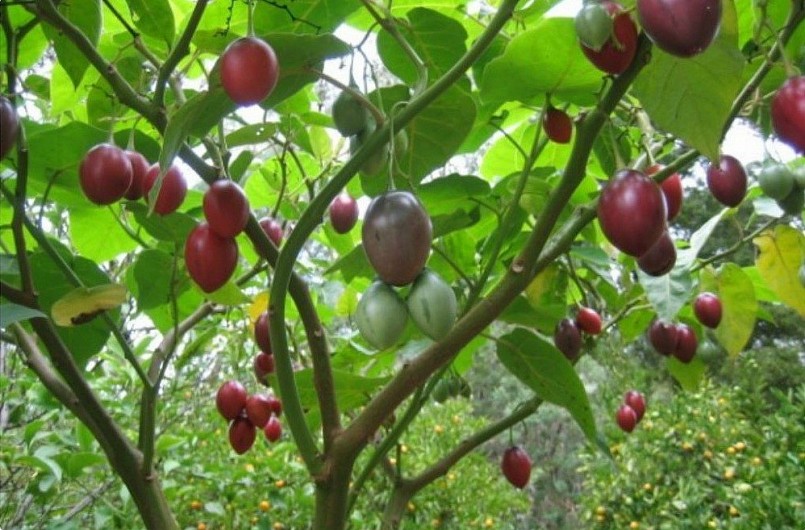 Loại quả từng có giá đắt bậc nhất thế giới nay phủ sóng vườn Việt