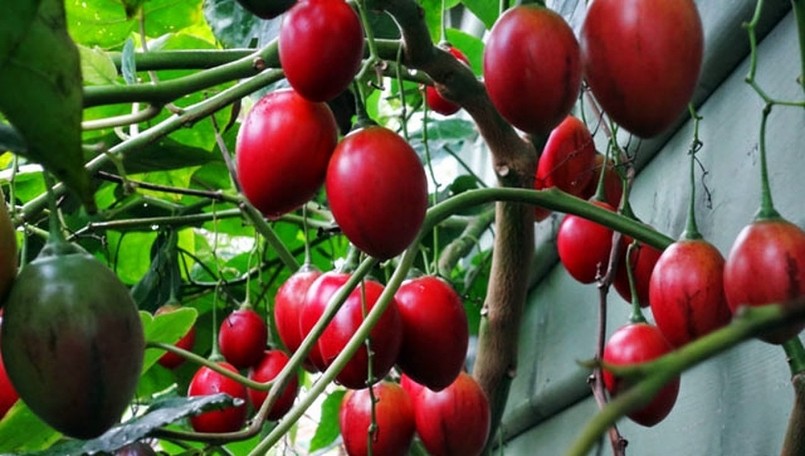 Loại quả từng có giá đắt bậc nhất thế giới nay phủ sóng vườn Việt