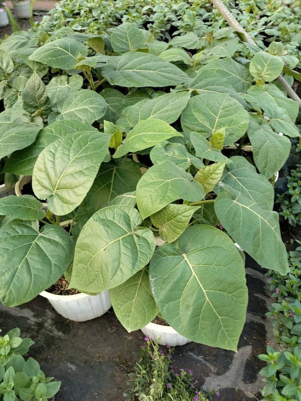 Loại quả từng có giá đắt bậc nhất thế giới nay phủ sóng vườn Việt