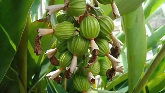 Việt Nam sở hữu loại gia vị đắt bậc nhất thế giới, thu về chục triệu USD/năm