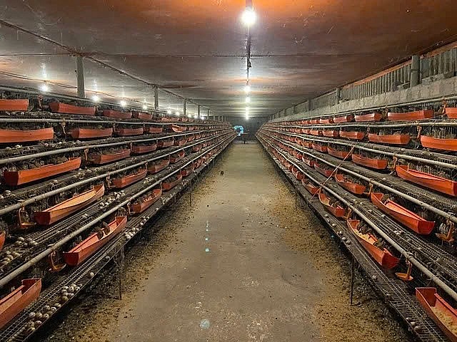 Khởi nghiệp từ hai bàn tay trắng, chàng trai trẻ đổi đời nhờ con “mắn đẻ” Khởi nghiệp từ hai bàn tay trắng, chàng trai trẻ đổi đời nhờ con “mắn đẻ”