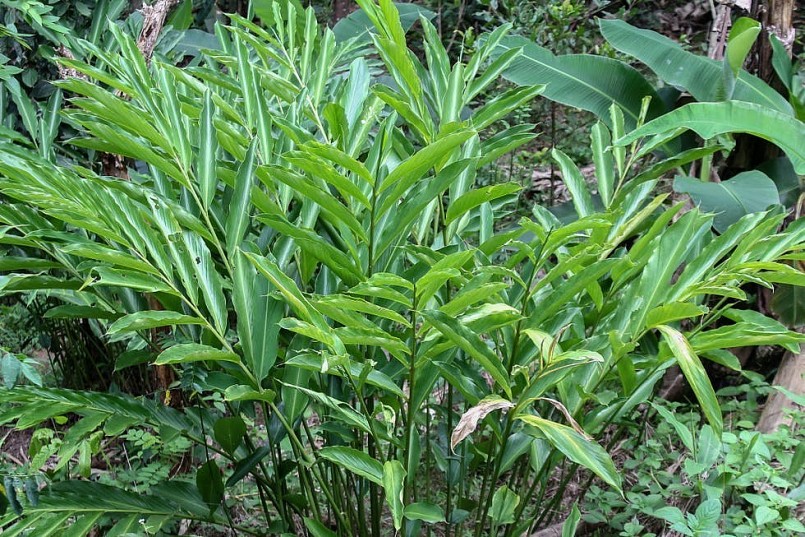 Việt Nam sở hữu loại gia vị đắt bậc nhất thế giới, thu về chục triệu USD/năm