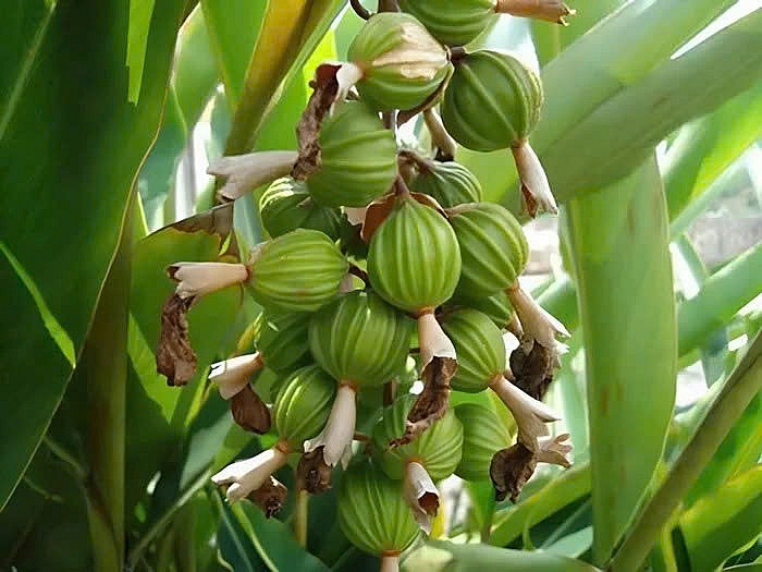 Việt Nam sở hữu loại gia vị đắt bậc nhất thế giới, thu về chục triệu USD/năm