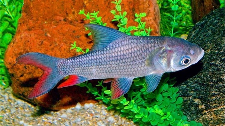 Từ cá tiến Vua đến đặc sản “ngũ quý hà thủy” giá cao ngất