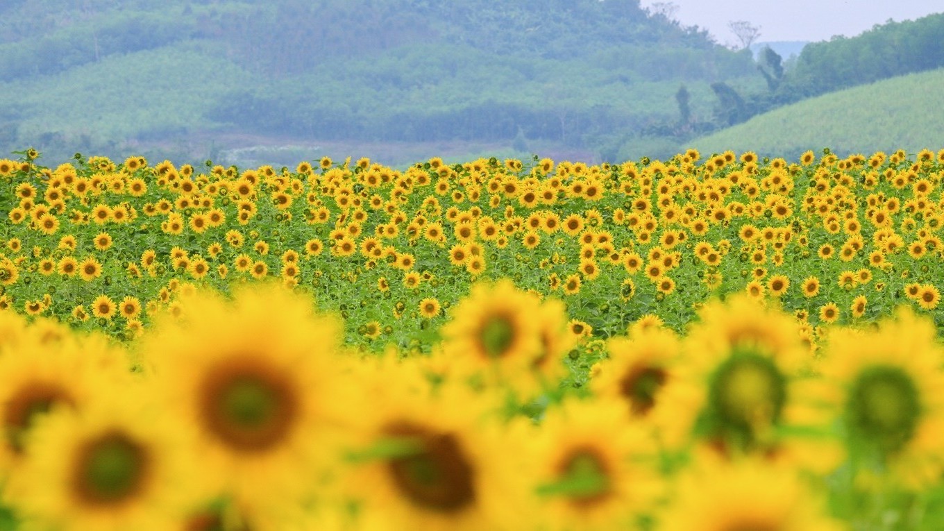 Cánh đồng hướng dương TH tạm đóng cửa ngày nào?