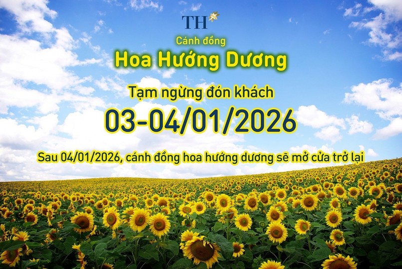 Cánh đồng hướng dương TH tạm đóng cửa ngày nào?