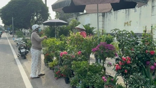 Hoa kiểng đổ về TP.HCM, sẵn sàng cho mùa Tết