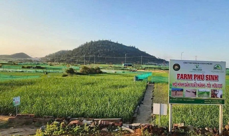 Từ anh thợ điện đến chủ doanh nghiệp tỏi Lý Sơn OCOP 5 sao