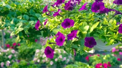 Chờ xuân về trên những luống hoa Dương Sơn