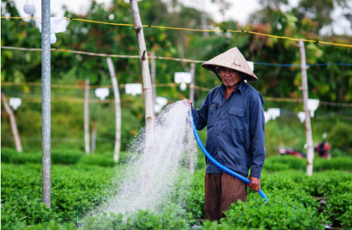 Chờ xuân về trên những luống hoa Dương Sơn