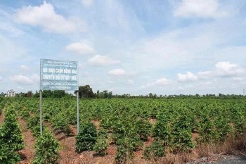 Mai vàng Bình Lợi vào mùa rực rỡ, sẵn sàng đón Tết Bính Ngọ 2026