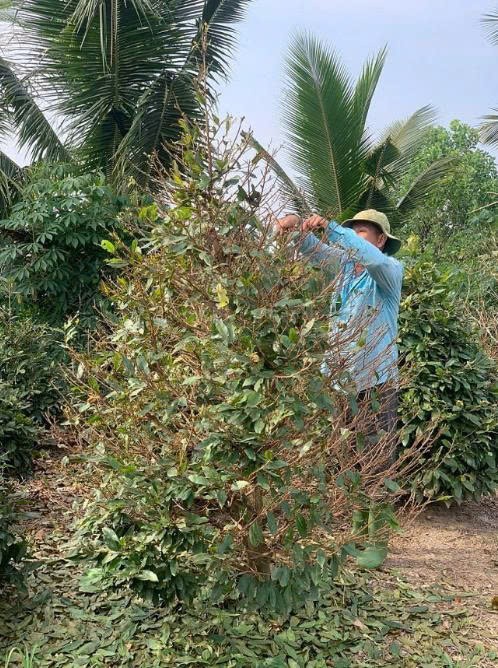 Mai vàng Bình Lợi vào mùa rực rỡ, sẵn sàng đón Tết Bính Ngọ 2026