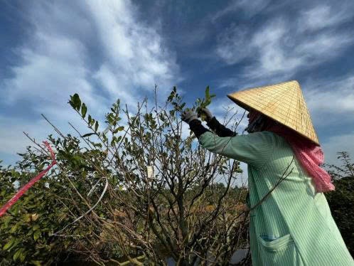 Mai vàng Bình Lợi vào mùa rực rỡ, sẵn sàng đón Tết Bính Ngọ 2026