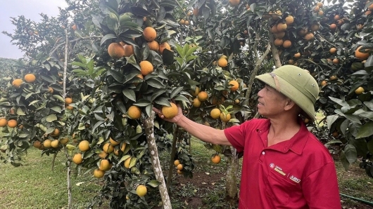 Vườn cam trên đất vải, niềm vui Tết ở Kiên Lao