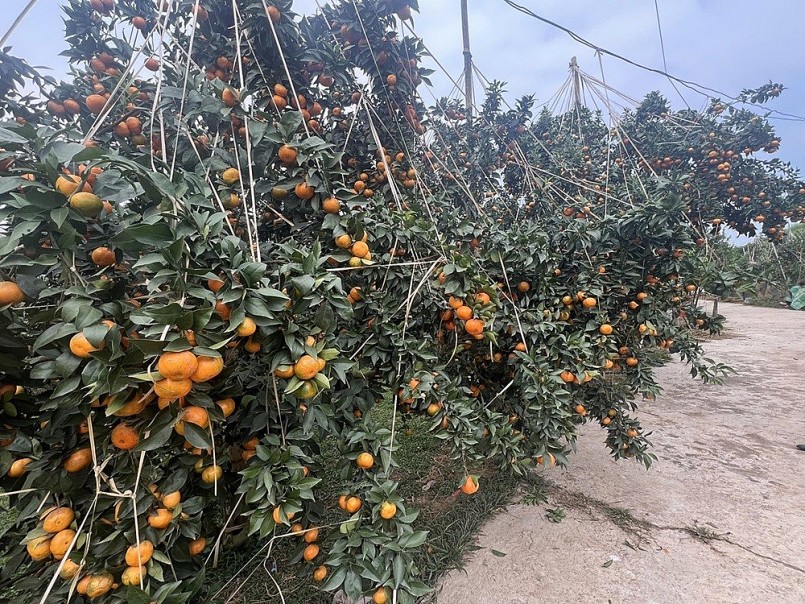 Vườn cam trên đất vải, niềm vui Tết ở Kiên Lao