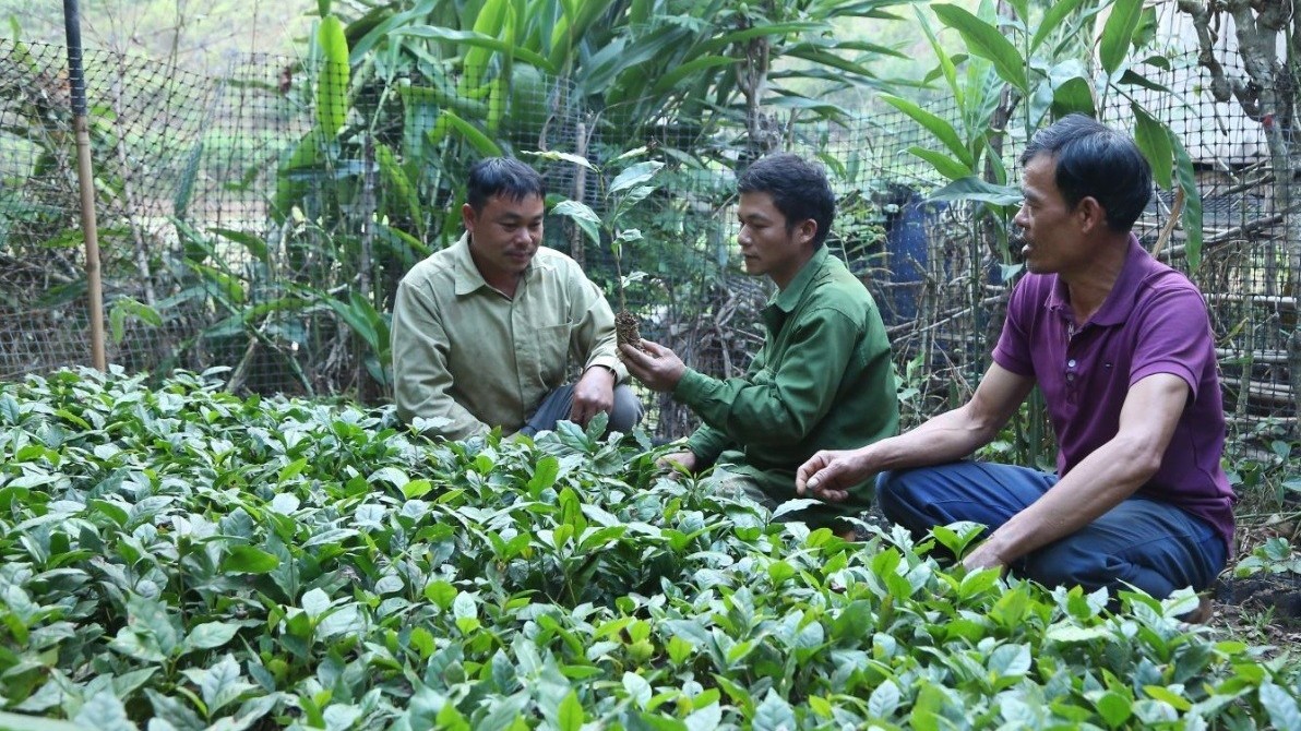 Nâng cao chất lượng cà phê từ đổi mới phương thức canh tác