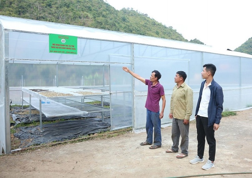 Trường Đại học Tây Bắc hỗ trợ bản Cát Lót nhà lưới phơi cà phê theo Chương trình mục tiêu quốc gia giảm nghèo.