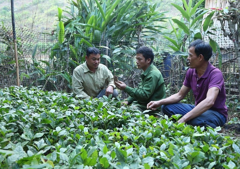 Gia đình anh Quàng Văn Mười, bản Cát Lót ươm giống cây cà phê.