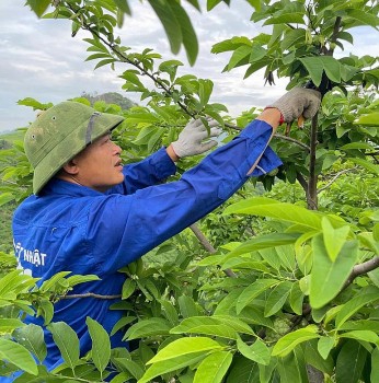 Nông dân 8x làm giàu từ cây na nhờ ứng dụng công nghệ cao