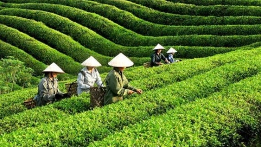 Chè Việt Nam trước "biến cố" tại Pakistan: Từ giải cứu khẩn cấp đến chiến lược tự cường