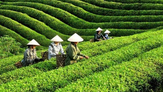 Chè Việt Nam trước "biến cố" tại Pakistan: Từ giải cứu khẩn cấp đến chiến lược tự cường