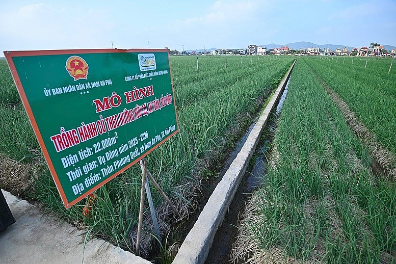 Nông sản Việt trong chu kỳ giá cao: Tăng trưởng kim ngạch hay nâng giá trị?